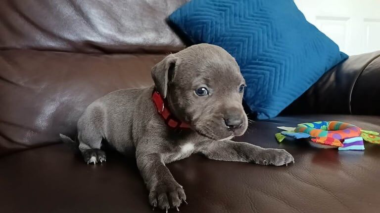 Blue Staffy Puppy for sale in Brierley Hill, West Midlands