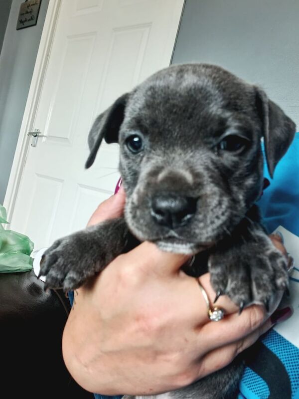 Blue Staffy Puppy for sale in Brierley Hill, West Midlands - Image 2