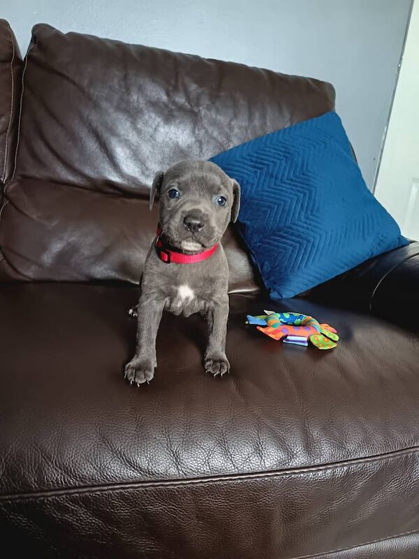 Blue Staffy Puppy for sale in Brierley Hill, West Midlands | Image 3