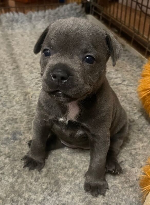 Staffordshire Bull Terrier puppies for sale in Sparkhill, West Midlands – KC registered, 4 weeks old