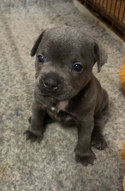 Staffordshire Bull Terrier puppies for sale in Sparkhill, West Midlands – KC registered, 4 weeks old - Image 2 of 3