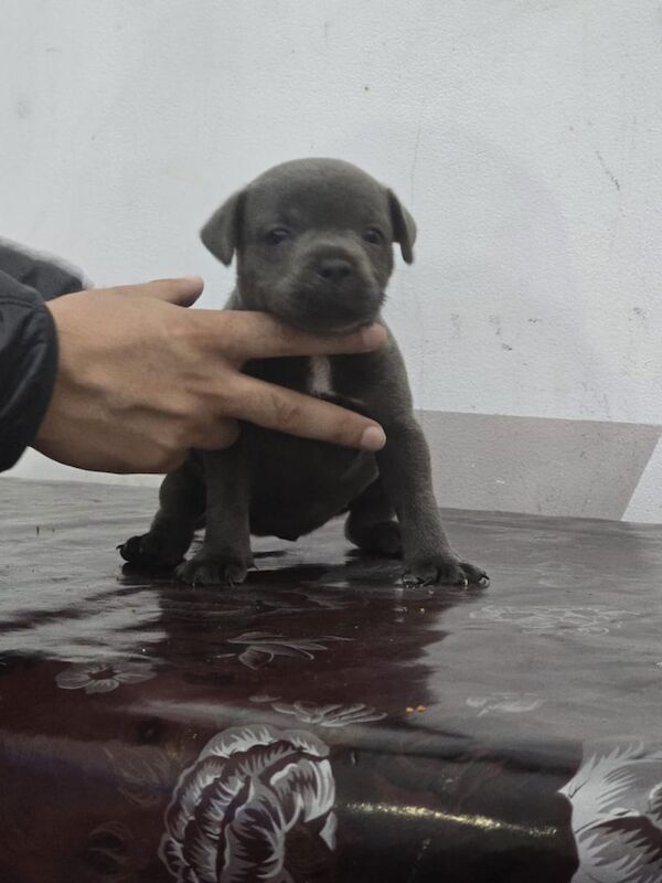 Staffordshire Bull Terrier puppies for sale in Sparkhill, West Midlands – KC registered, 4 weeks old - Image 3 of 3