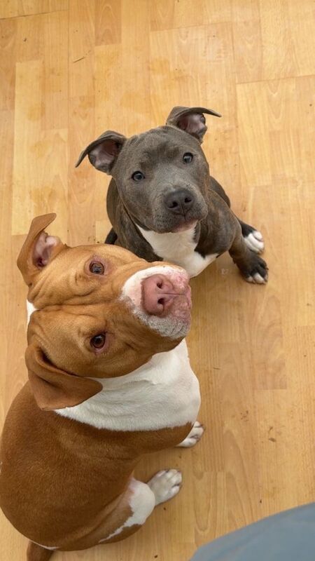 Staffordshire Bull Terrier Puppies For Sale Under £1,000