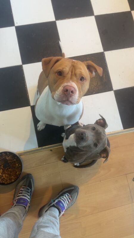 Staffordshire Bull Terrier puppies for sale in Downpatrick, County Down – 6 months old - Image 2 of 3