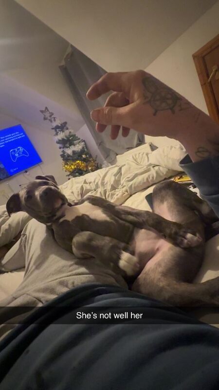 Staffordshire Bull Terrier puppies for sale in Downpatrick, County Down – 6 months old - Image 3 of 3