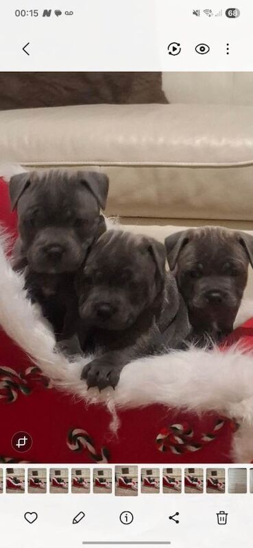 Staffordshire Bull Terrier puppies for sale in Romsey, Hampshire – 7 weeks old