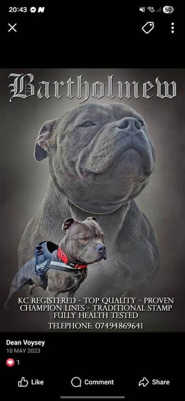 Staffordshire Bull Terrier puppies for sale in Romsey, Hampshire – 4 months old - Image 2 of 3