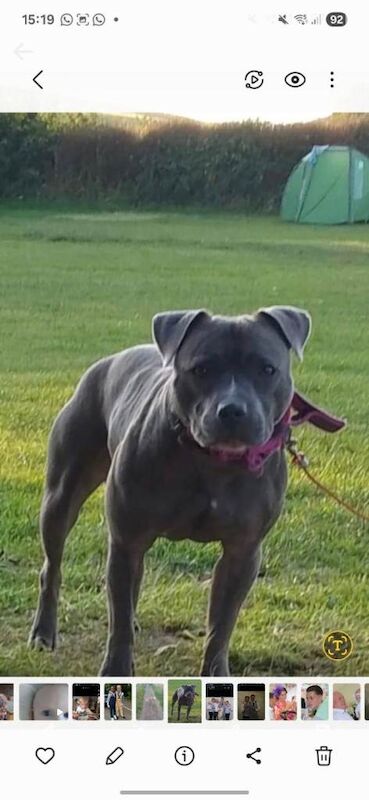 Staffordshire Bull Terrier puppies for sale in Romsey, Hampshire – 4 months old - Image 3 of 3