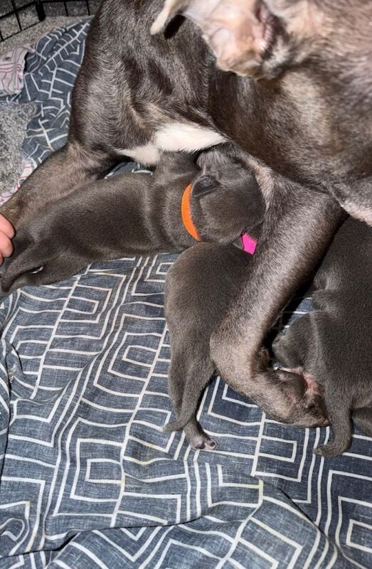 blue staffy pups - Image 2 of 3