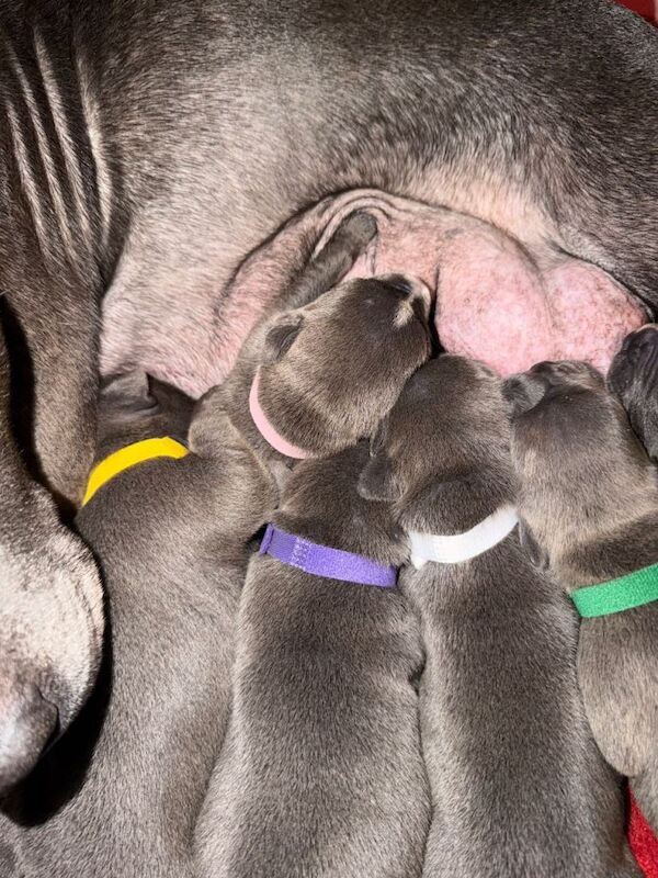 blue staffy pups - Image 3 of 3