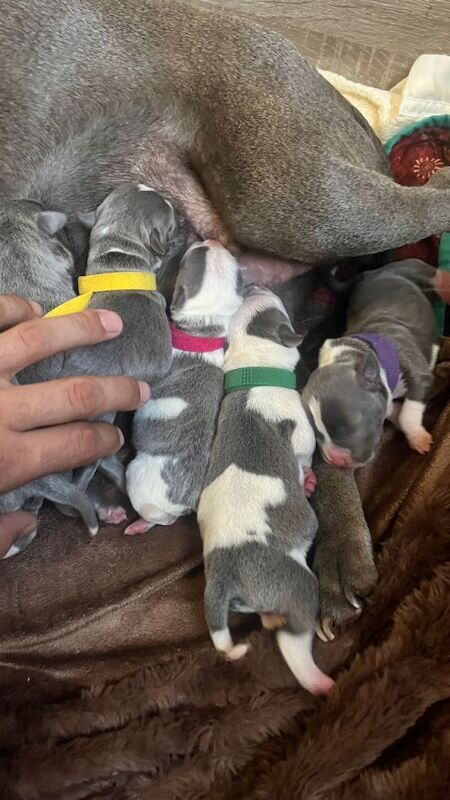 Blue staffy pups