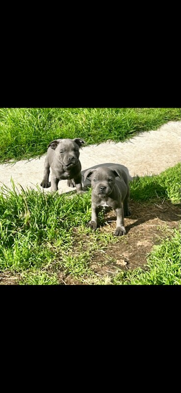 Blue staffy pups