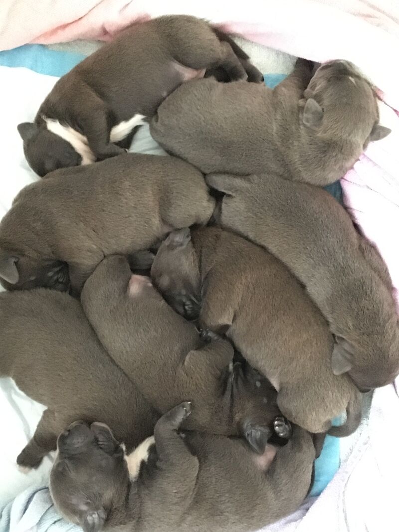 Blue staffy pups for sale (last girl) - Image 2 of 15