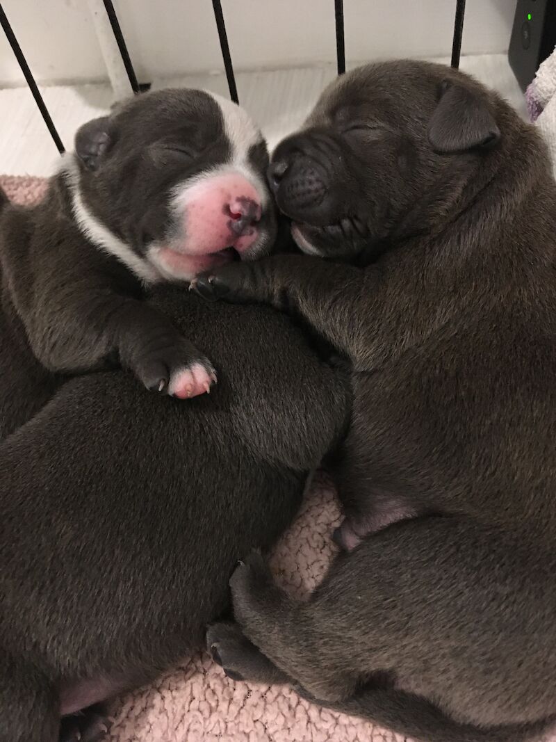 Blue staffy pups for sale (last girl) - Image 3 of 15
