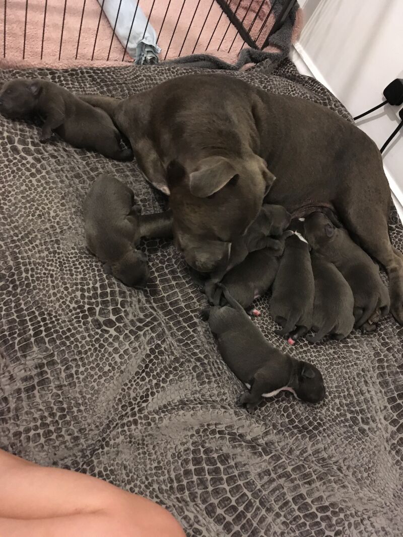 Blue staffy pups for sale (last girl) - Image 4 of 15