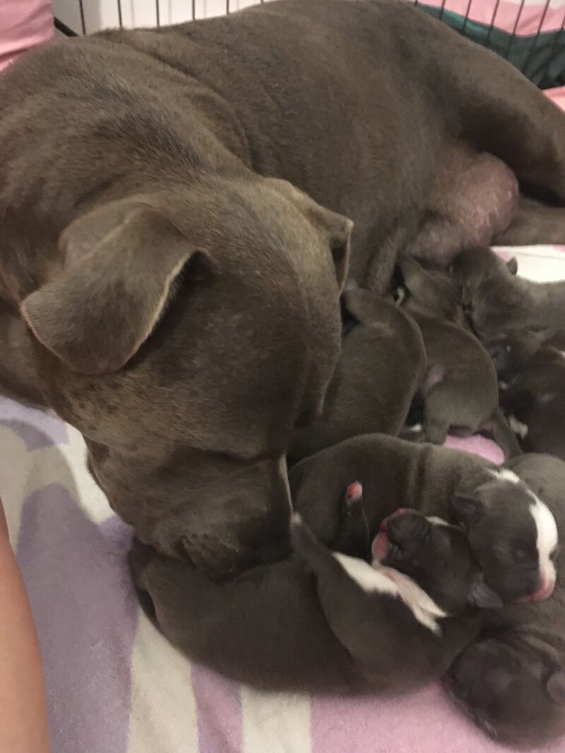 Blue staffy pups for sale (last girl) - Image 5 of 15