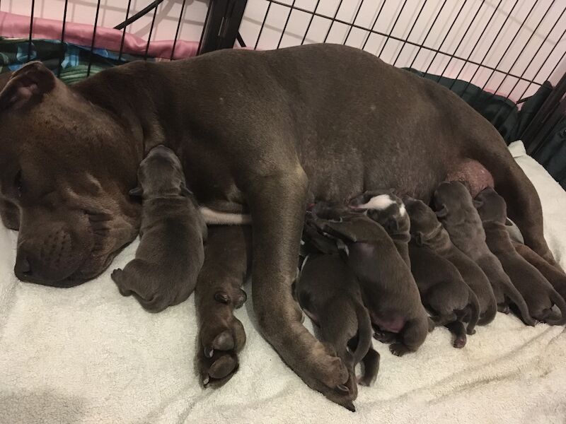 Blue staffy pups for sale (last girl) - Image 6 of 15