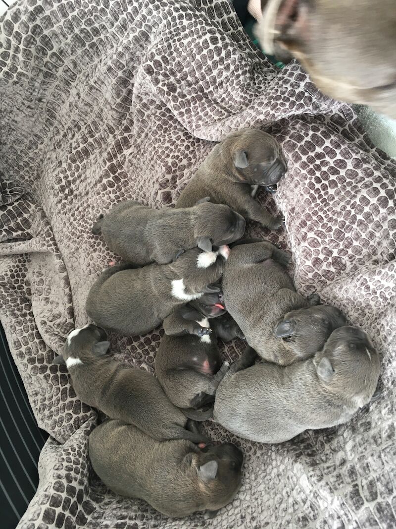 Blue staffy pups for sale (last girl) - Image 8 of 15