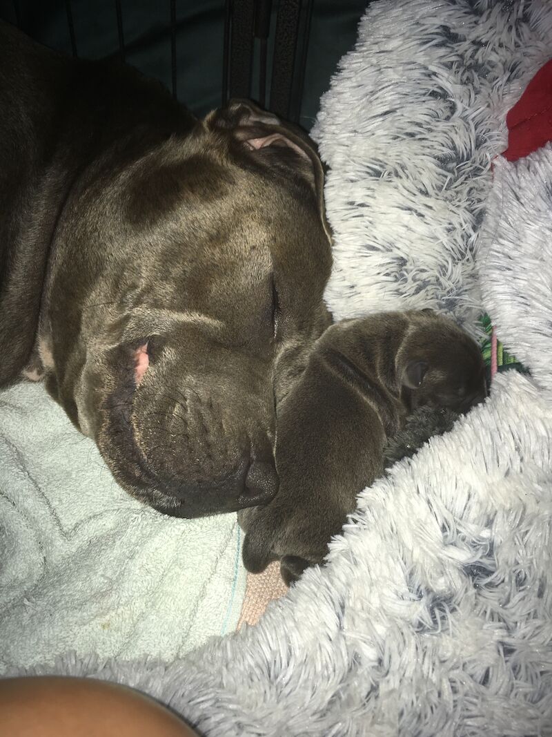 Blue staffy pups for sale (last girl) - Image 9 of 15