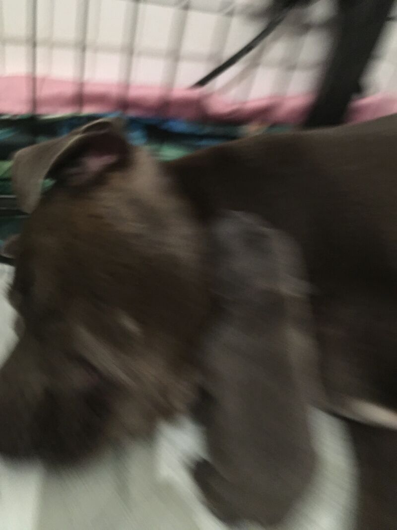 Blue staffy pups for sale (last girl) - Image 11 of 15