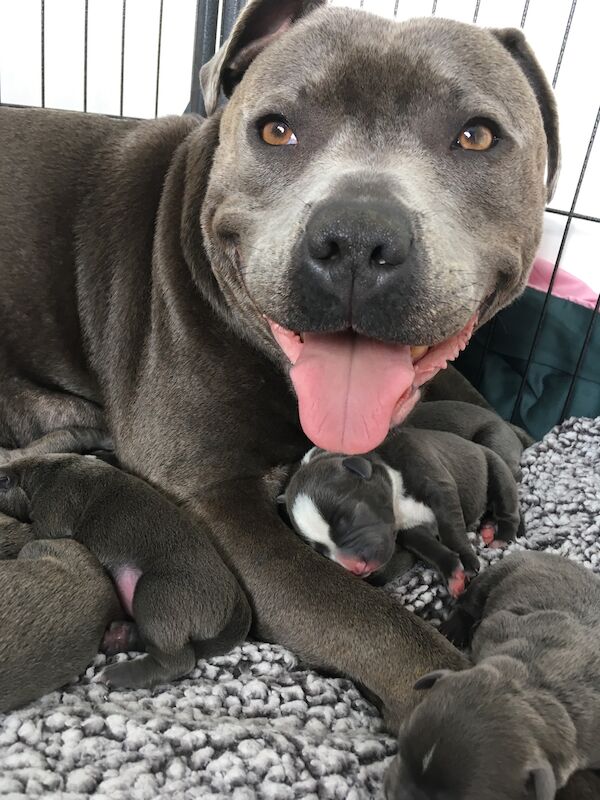 Blue staffy pups for sale (last girl) - Image 7 of 15