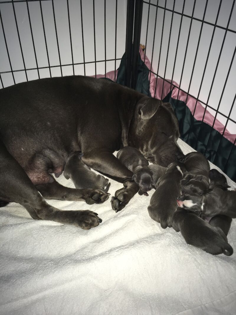Blue staffy pups for sale (last girl) - Image 10 of 15