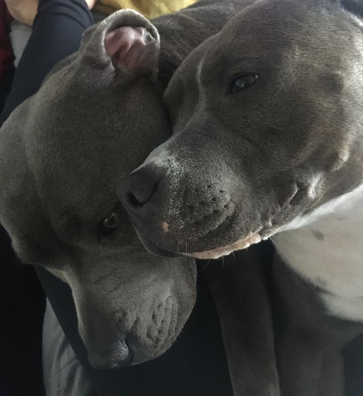 Blue staffy pups for sale (last girl) - Image 14 of 15