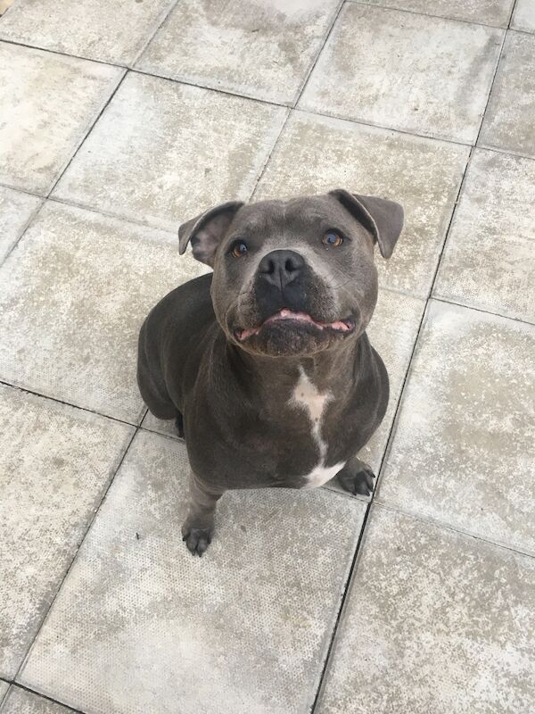 Blue staffy pups for sale (last girl) - Image 12 of 15