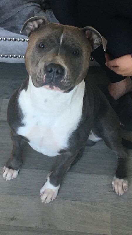 Blue staffy pups for sale (last girl) - Image 13 of 15