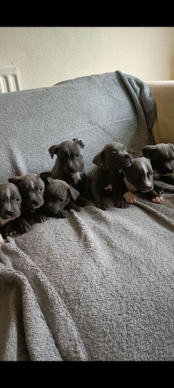 Staffordshire Bull Terrier puppies for sale in Newcastle, County Down – 6 weeks old