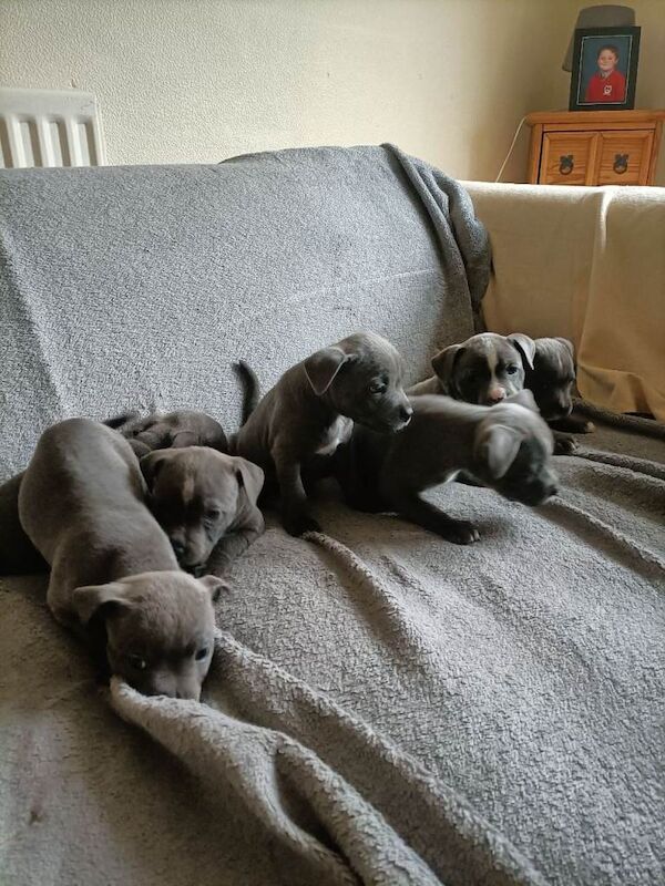 Staffordshire Bull Terrier puppies for sale in Newcastle, County Down – 6 weeks old - Image 2 of 6