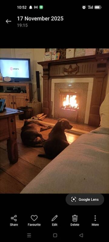 Staffordshire Bull Terrier puppies for sale in Newcastle, County Down – 6 weeks old - Image 3 of 6
