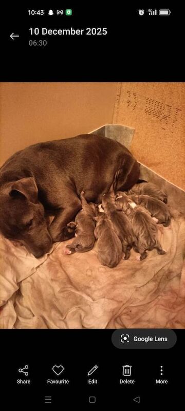 Staffordshire Bull Terrier puppies for sale in Newcastle, County Down – 6 weeks old - Image 4 of 6