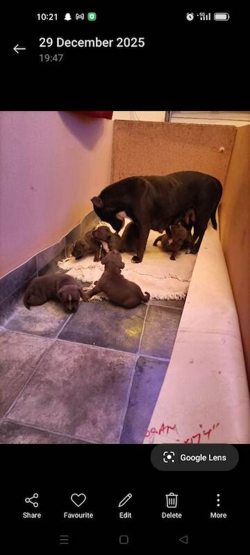 Staffordshire Bull Terrier puppies for sale in Newcastle, County Down – 6 weeks old - Image 5 of 6