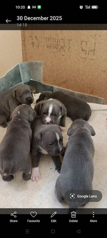 Staffordshire Bull Terrier puppies for sale in Newcastle, County Down – 6 weeks old - Image 6 of 6