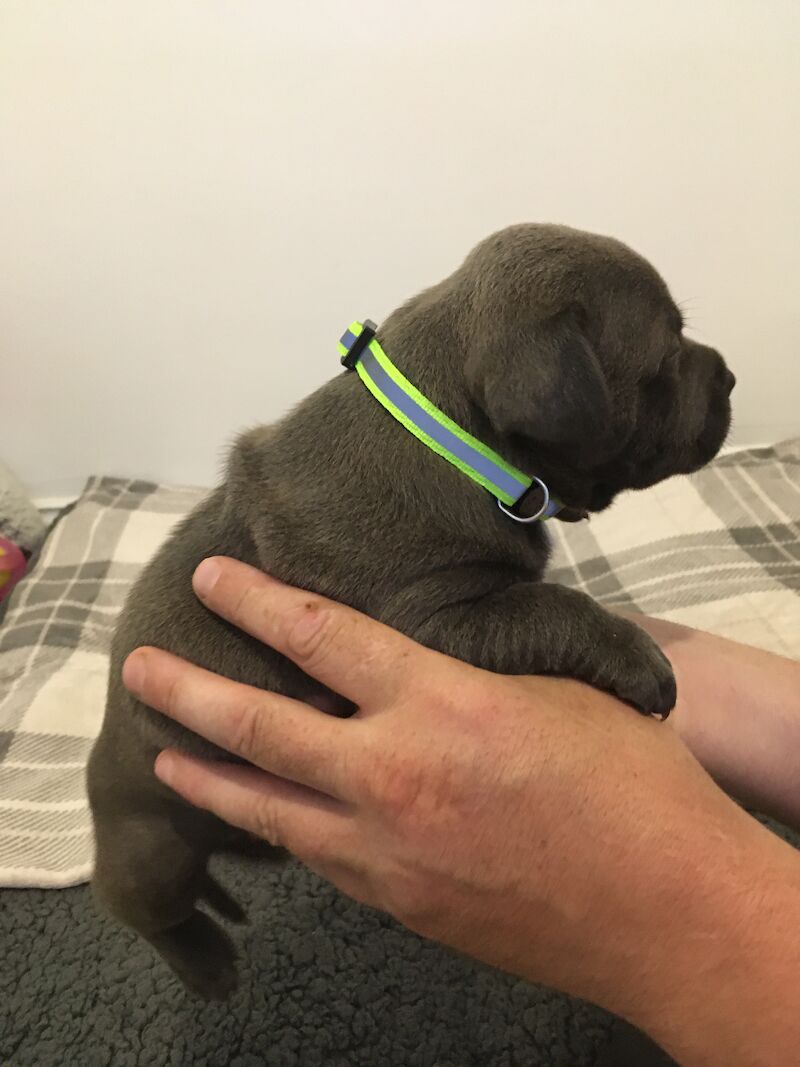 Blue staffy pups for sale (last girl) - Image 15 of 15