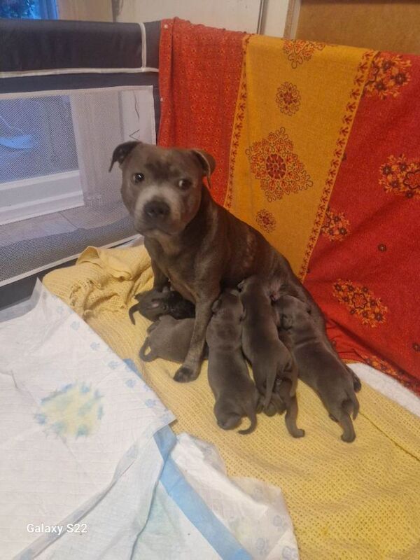 Staffordshire Bull Terrier puppies for sale in Stafford, Staffordshire – KC registered, 7 weeks old