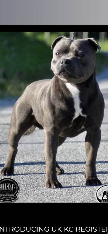 Blue staffy pups kc registered - Image 2 of 6