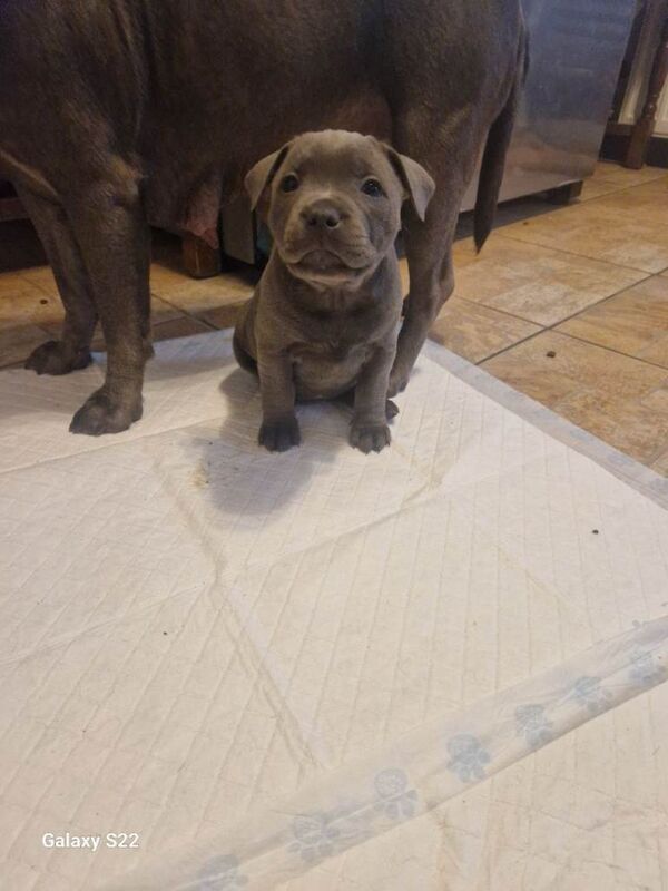 Blue staffy pups kc registered - Image 3 of 6