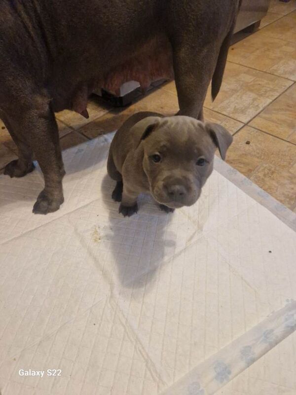 Blue staffy pups kc registered - Image 4 of 6