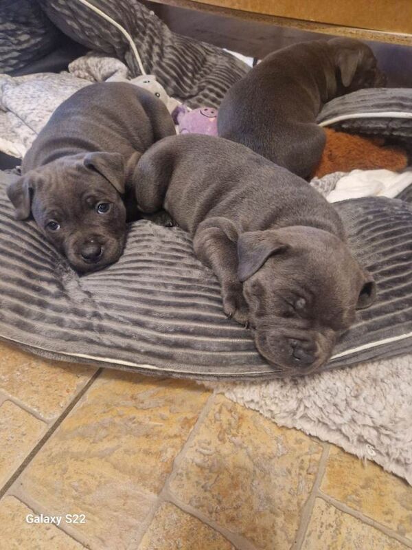 Blue staffy pups kc registered - Image 5 of 6