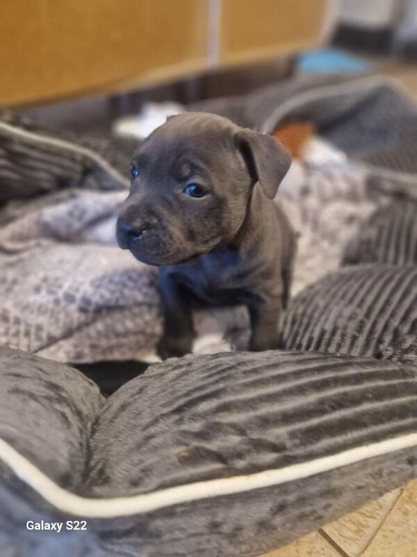 Blue staffy pups kc registered - Image 6 of 6