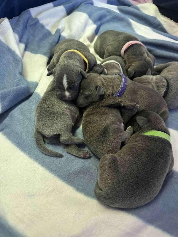 Staffordshire Bull Terrier puppies for sale in Great Malvern, Worcestershire – 2 weeks old
