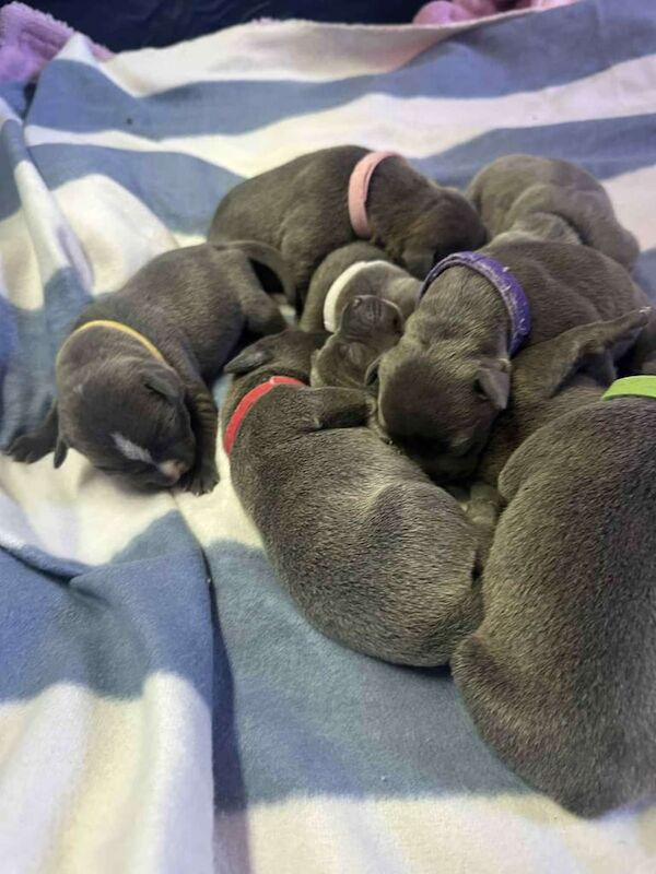 Staffordshire Bull Terrier puppies for sale in Great Malvern, Worcestershire – 10 weeks old - Image 2 of 3