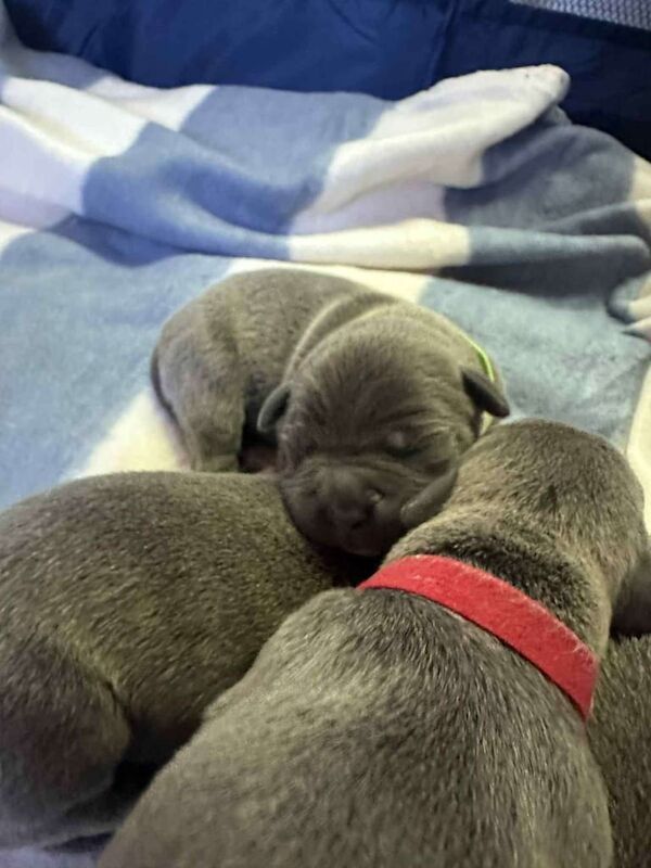 Staffordshire Bull Terrier puppies for sale in Great Malvern, Worcestershire – 10 weeks old - Image 3 of 3