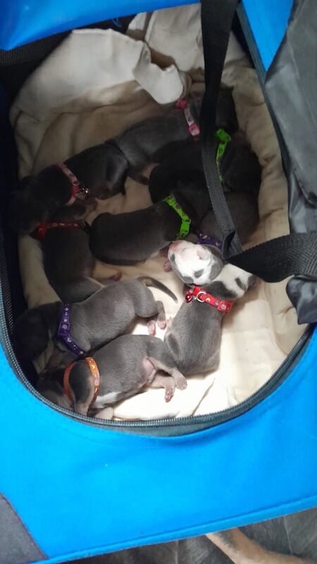 Staffordshire Bull Terrier puppies for sale in Stockport, Greater Manchester – 1 week old