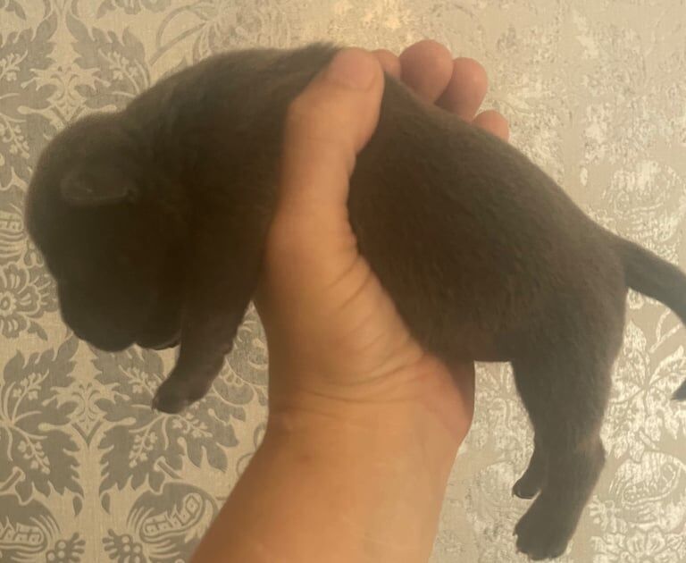 Staffordshire Bull Terrier puppies for sale in Craigentinny, City of Edinburgh – KC registered, 2 weeks old