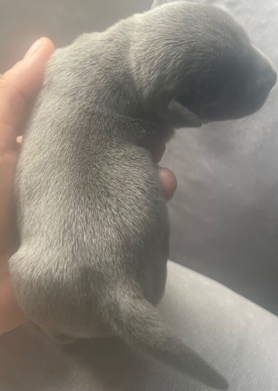 Staffordshire Bull Terrier puppies for sale in Craigentinny, City of Edinburgh – KC registered, 2 weeks old - Image 2 of 3