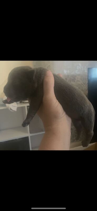 Staffordshire Bull Terrier puppies for sale in Craigentinny, City of Edinburgh – KC registered, 2 weeks old - Image 3 of 3