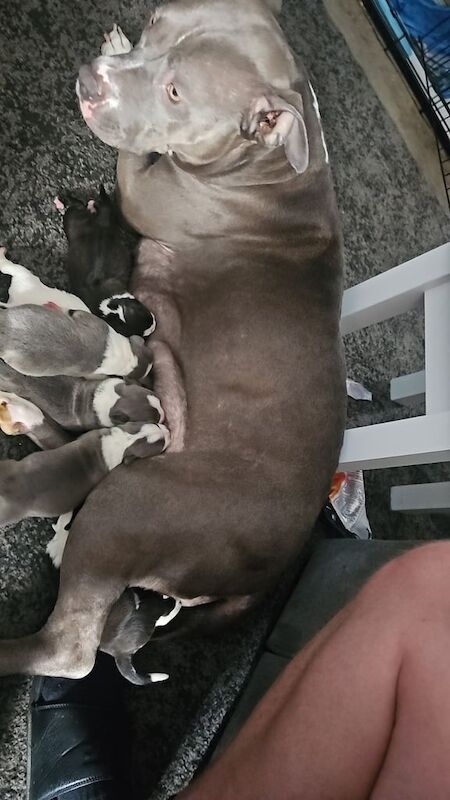 Staffordshire Bull Terrier puppies for sale in Scarborough, North Yorkshire – 3 days old